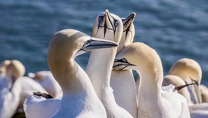 九游APP官网-曼城中场连续进球，展现强大实力，曼城中场核心是谁