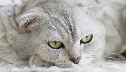 九游APP官网-曼城中场连续进球，展现强大实力，曼城中场核心是谁